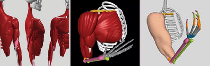 Series of Virtual Anatomy Models