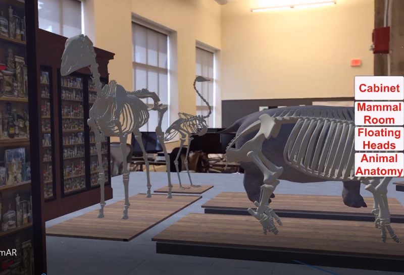 digital AR animal models in environment