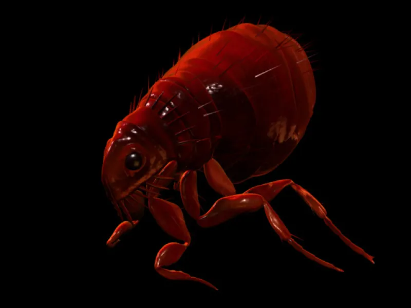 Flea