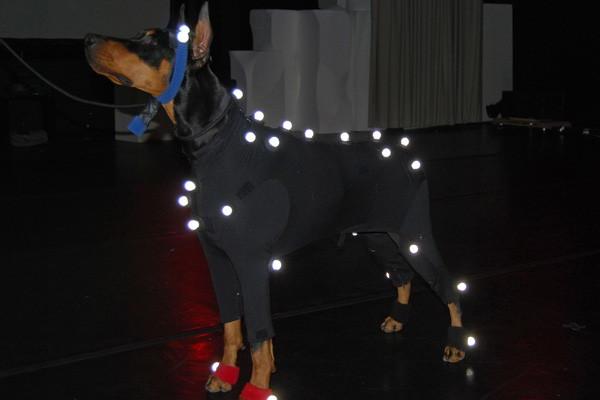 Doberman in motion capture lab