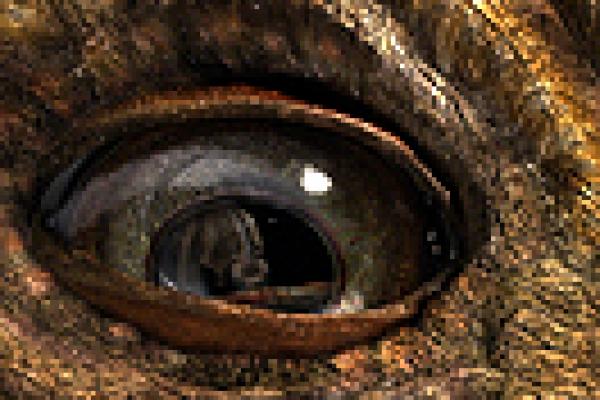 Digital dinosaur eye