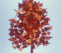 A tree in the fall
